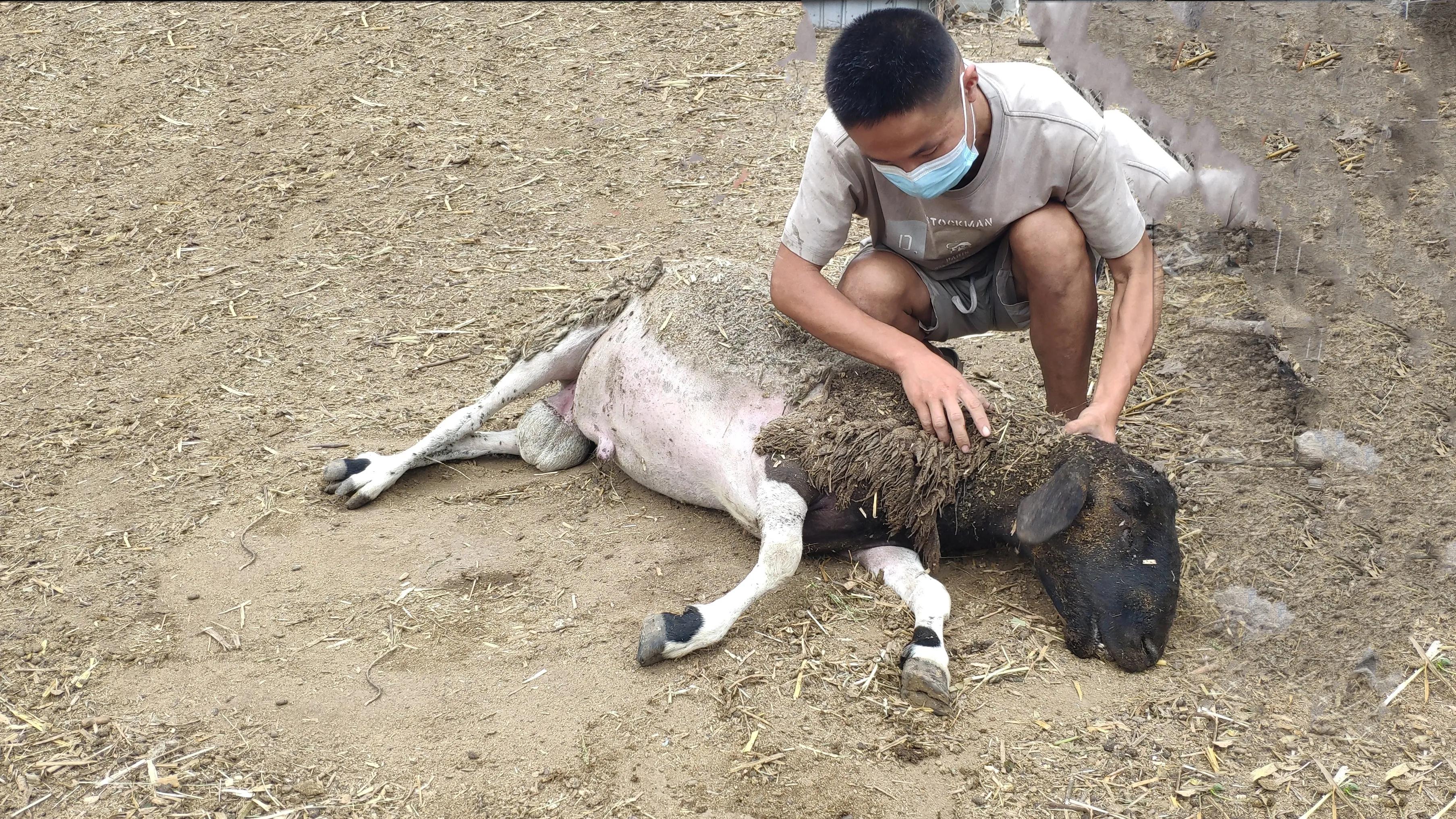 养羊人禁忌是什么,养羊的人要注意什么事项