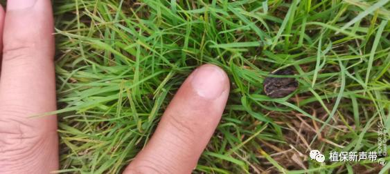 草坪通常要进行哪些养护管理项目,草坪要打理吗