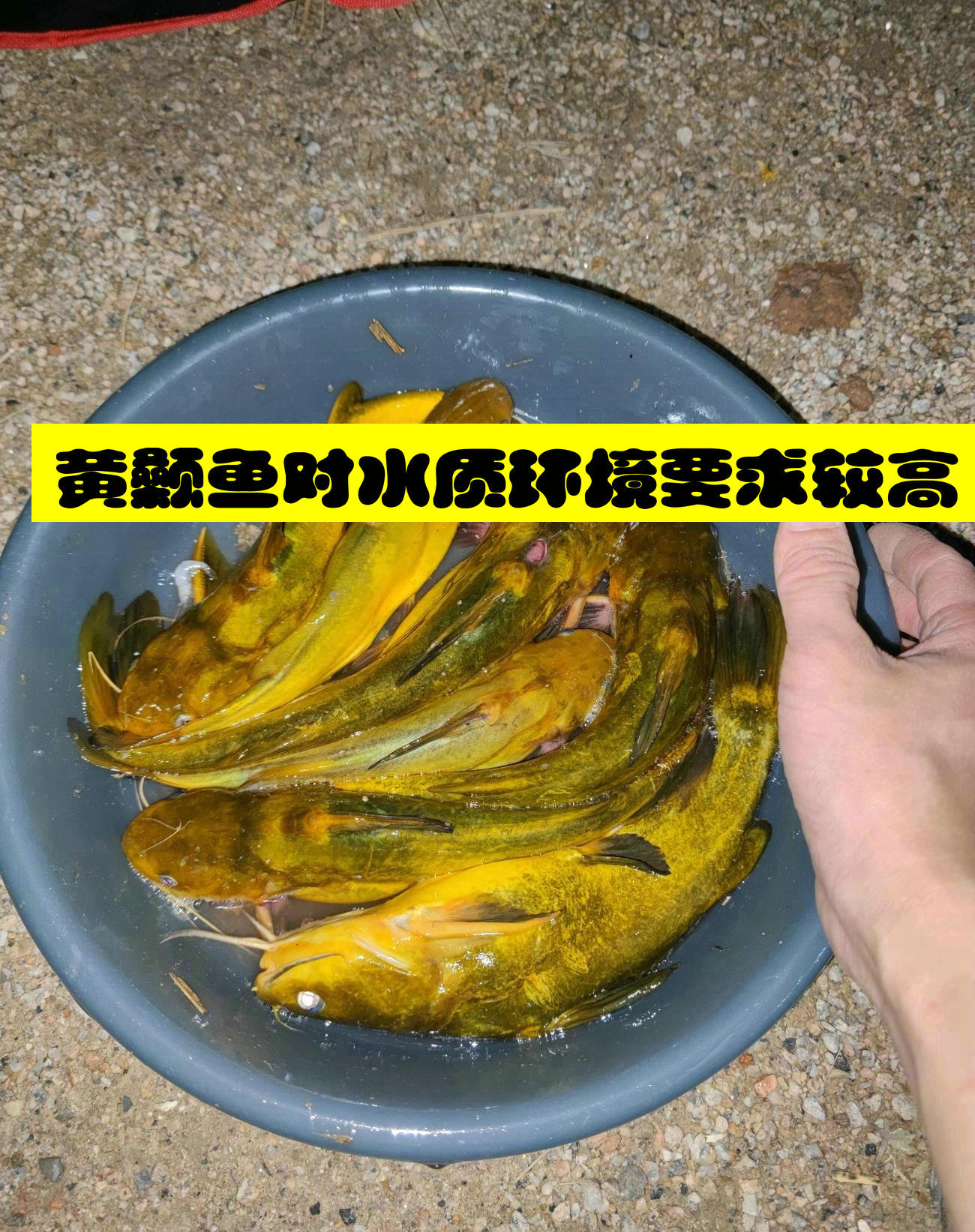 增江哪有黄辣丁,增江钓大罗非