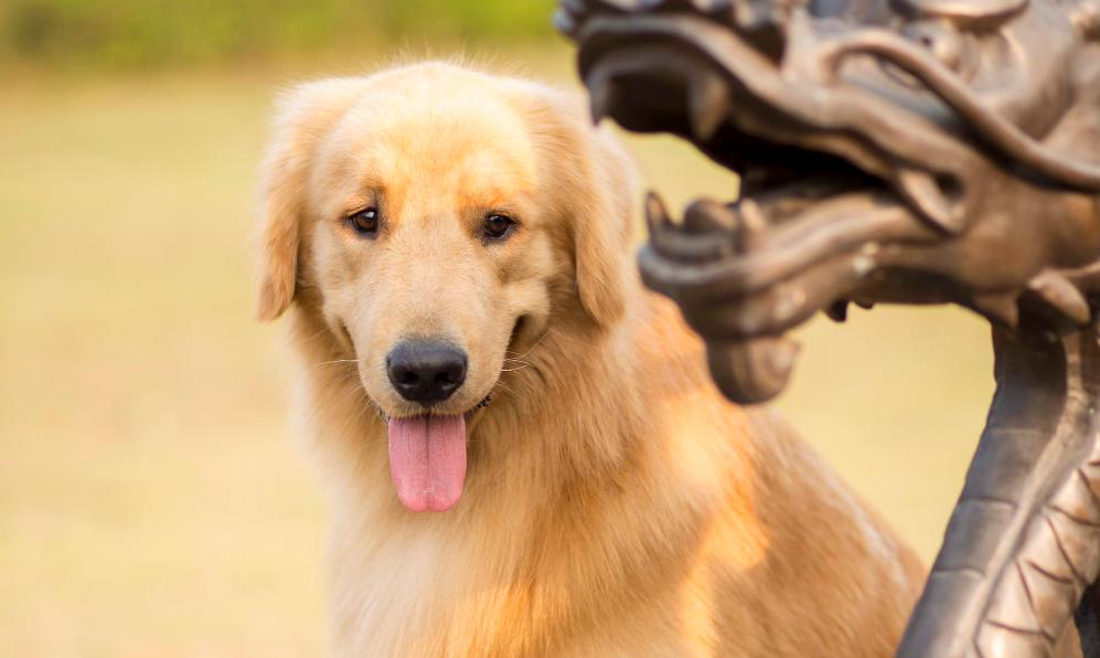 金毛在一个多月时，应该如何喂养？各年龄段应该怎样进食？