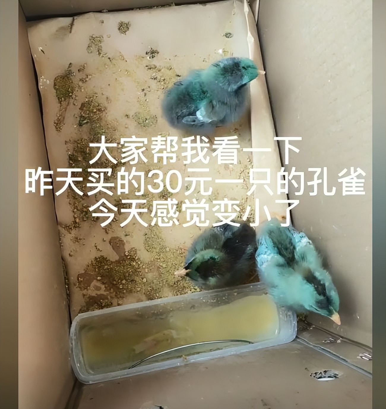 女子花3000块钱买了只鸡,女子花两万元买只鸡