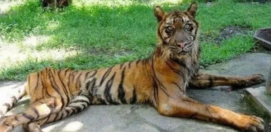 老虎老了会饿死吗,狮子老虎为什么要灭绝