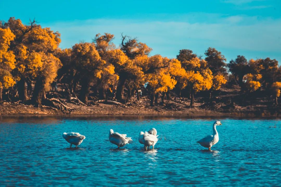 全世界仅存三处！一年只美21天！这场“黄金盛宴”，只因它而起