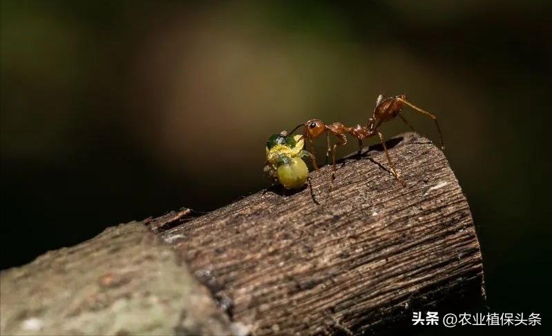 螨类害虫的农业防治措施,农业昆虫与害虫防治