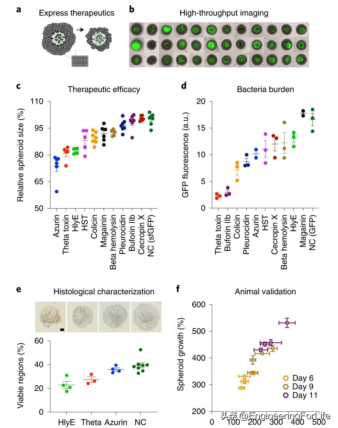 Nature Protocols：3D肿瘤球体内共培养细菌的快速筛选protocol