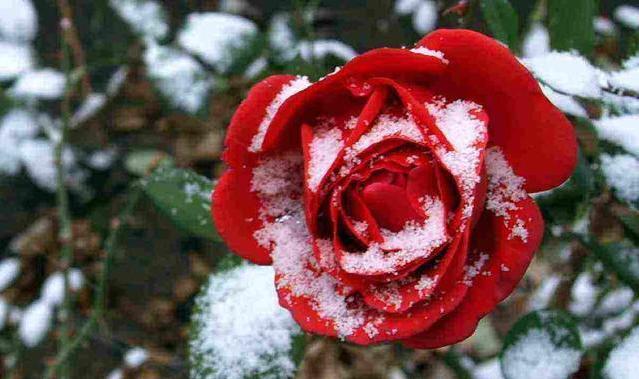 关于月季花的优美诗句,描写月季的诗句古诗名句