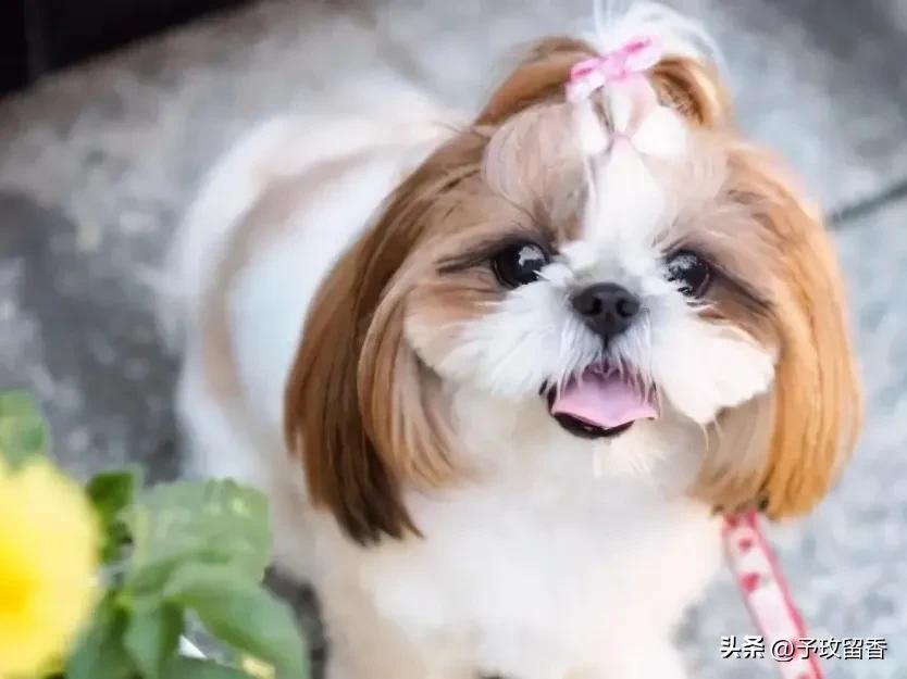 狗的种类常见宠物狗的品种及特点,宠物狗种类及特点