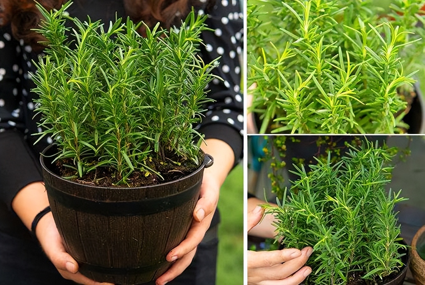 养花有小蚊虫用什么办法可以消灭,家里养花驱蚊虫小妙招