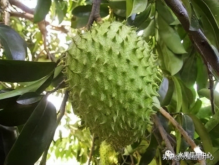 榴莲释迦又叫什么,释迦图片高清大图