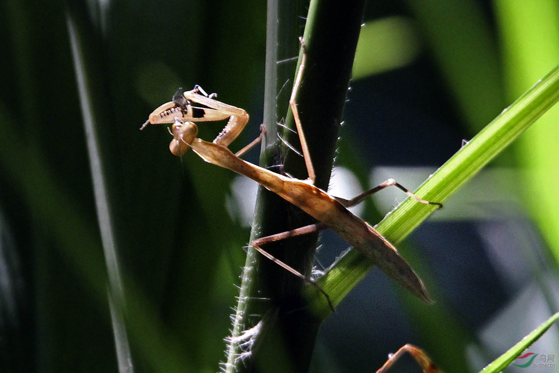 为什么说螳螂是凶残的昆虫呢,螳螂可以杀死比自己大的动物吗