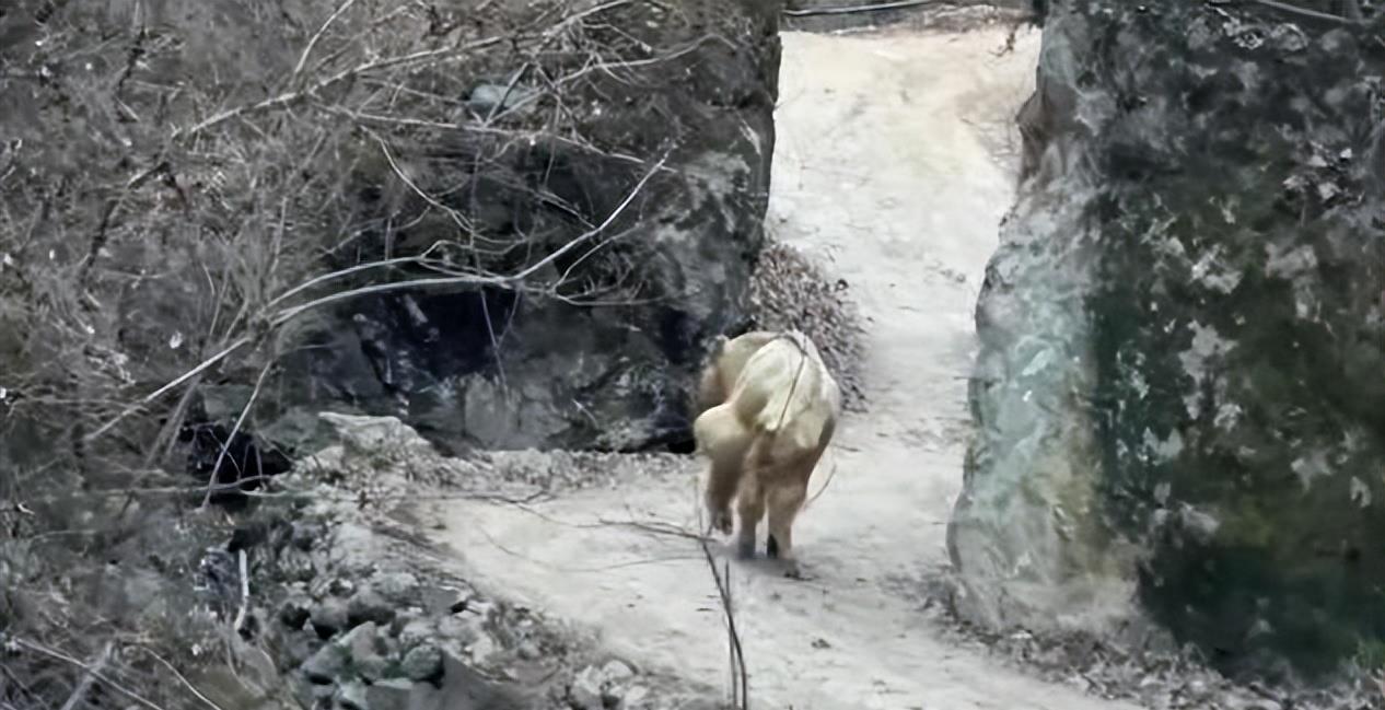 陕西眉县现一头“怪牛”该男子喂它很多次，网友看到：秦岭杀手王