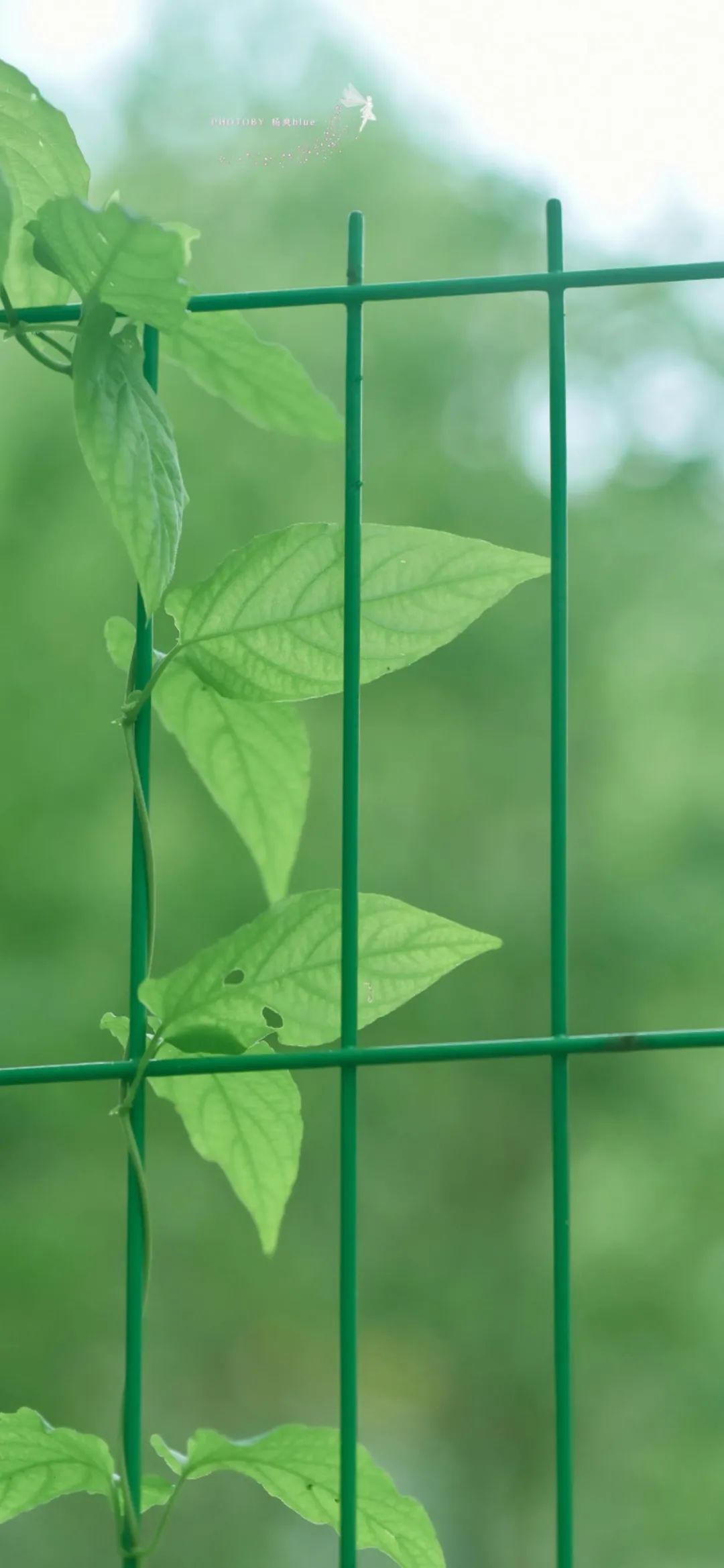 100张全屏绿色山水护眼壁纸,2021超清绿色护眼壁纸风景