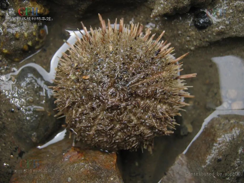 新物种有哪些,新物种是怎么凭空出现的