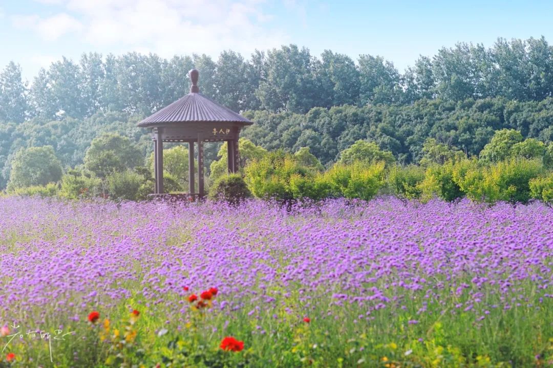 春来夏往，秋收冬藏，带你感受沙家浜的四季，别错过身边的美好
