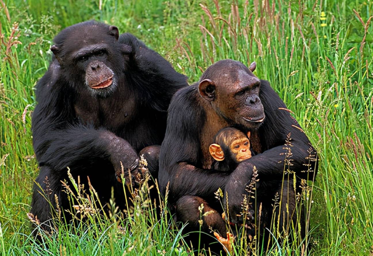 头发是卷的为啥眉毛是直的,头发自然卷毛怎么自己长直发