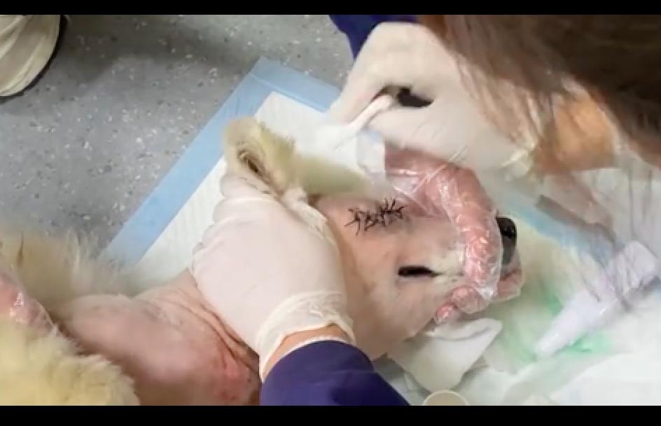 萨摩耶被虐待,萨摩耶被虐待后续