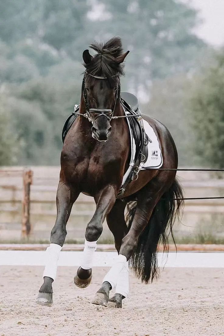 新手买马买什么马好,买马要办什么证件