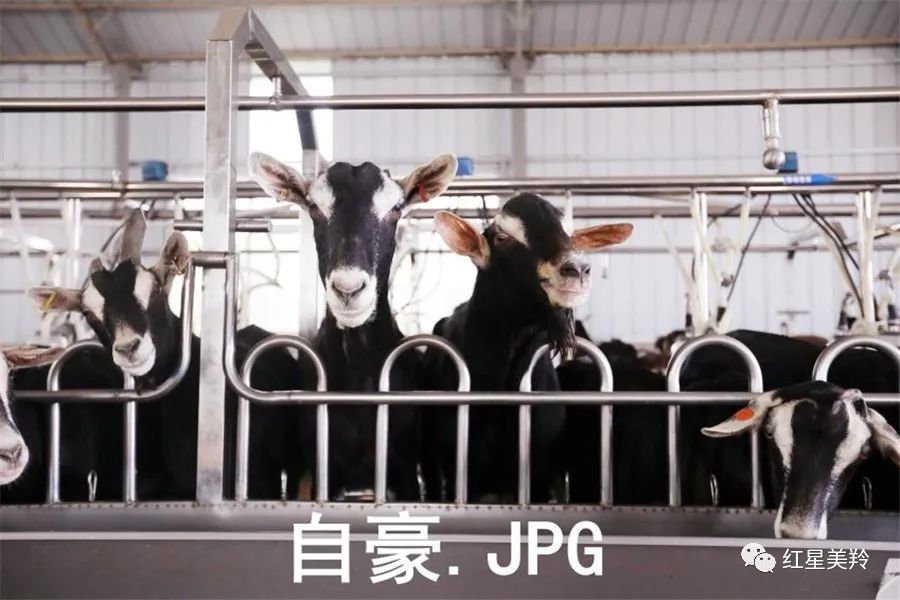 美羚羊无蔗糖,美羚羊奶质量怎么样