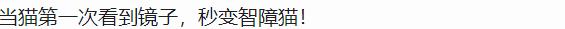 怎样测试猫咪的智商低还是高,如何测试猫咪的智商高不高