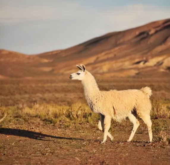 高中历史从食物采集到实物生产,高二历史第三课食物生产