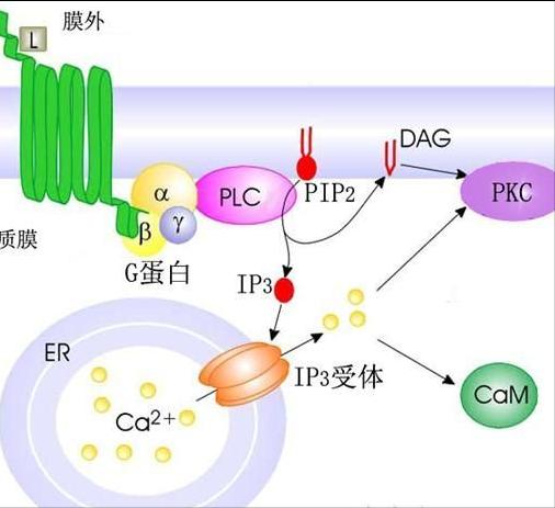 为什么人比动物脆弱,为什么人不能吃生的东西