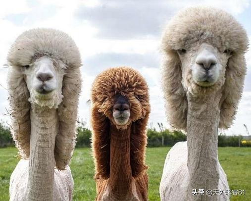 每日一动物：羊驼「yángtuó」