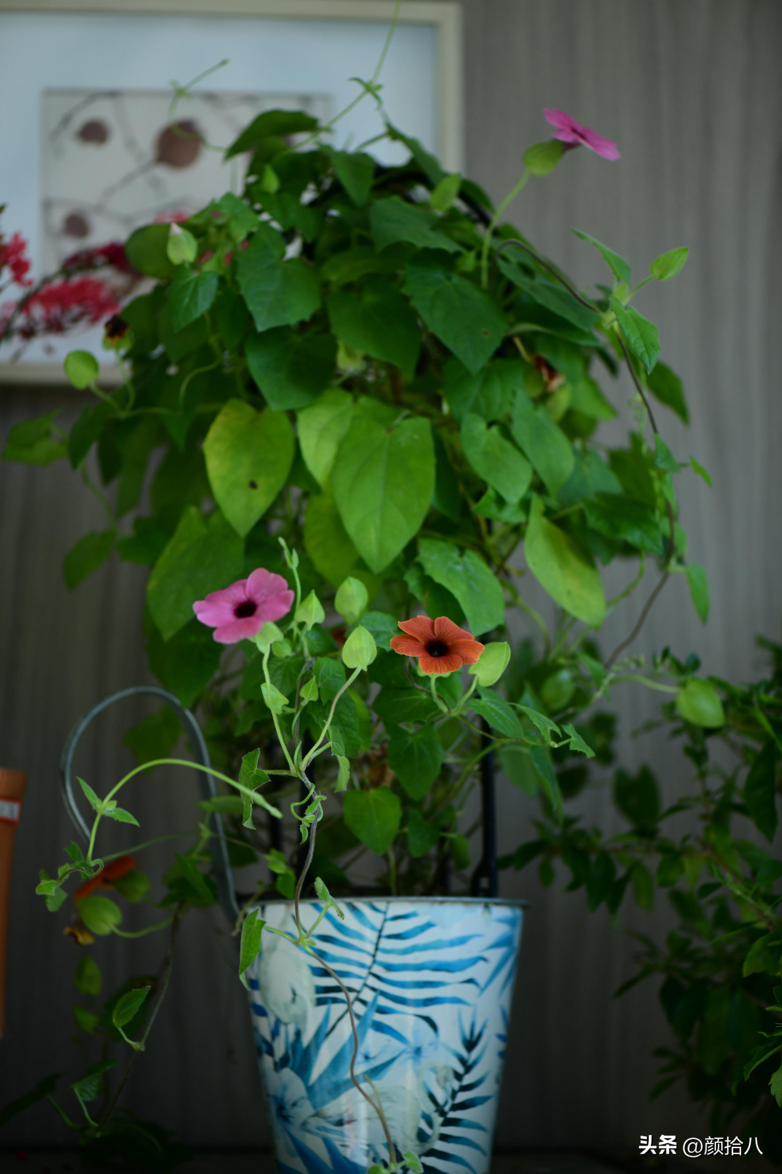 植物冬天屋里冻伤了怎么办,植物冻死了怎么救活