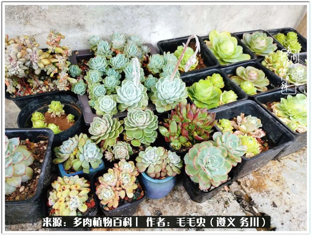 多肉可抵岁月,多肉之花语
