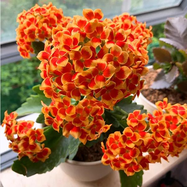 花草种类名称介绍,各种各样的花草名称大全