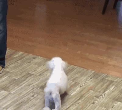 弃养率最高的8种狗,弃养率高的十种狗