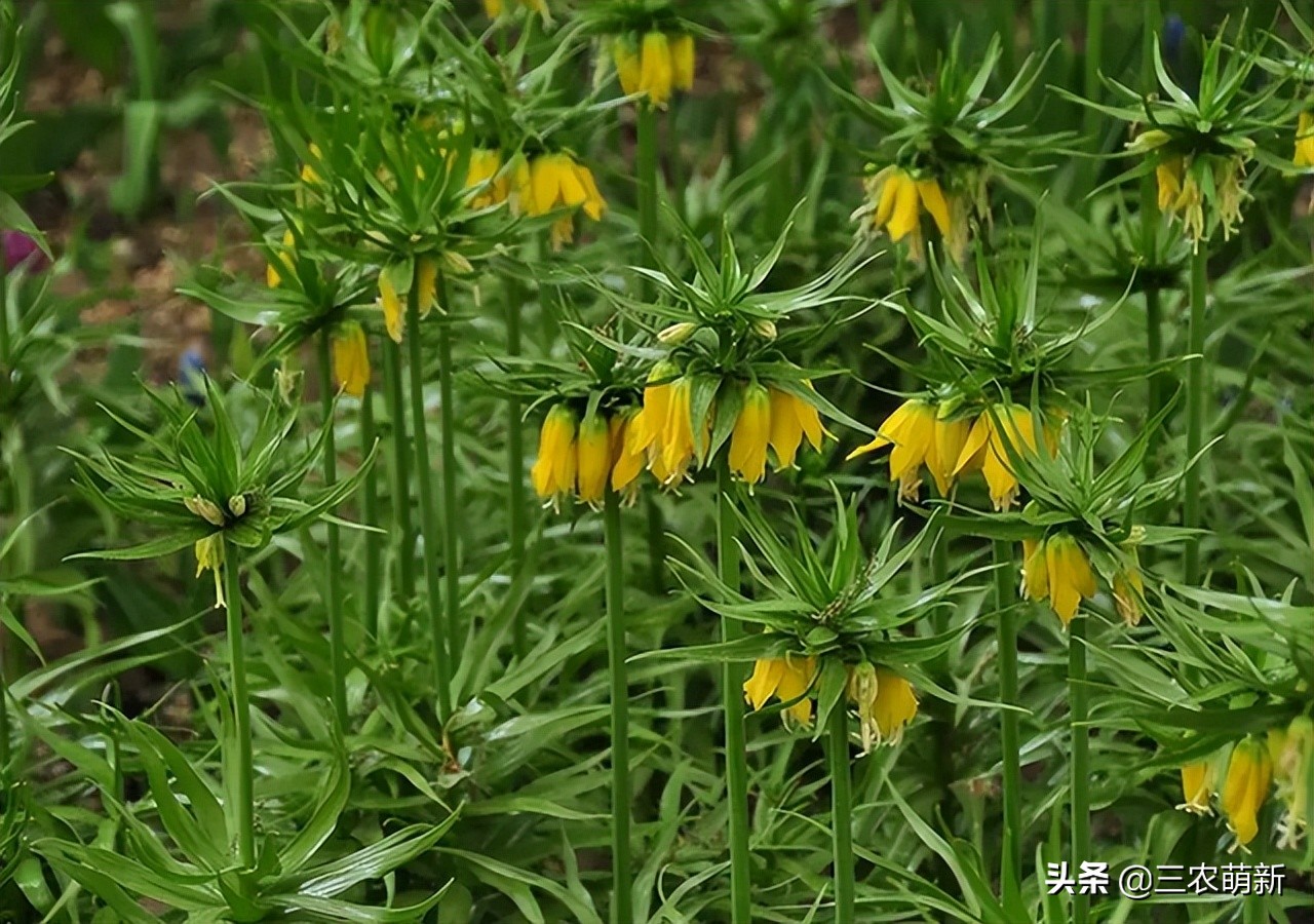 川贝母哪里产的最好多少钱一斤,林区里采挖川贝母