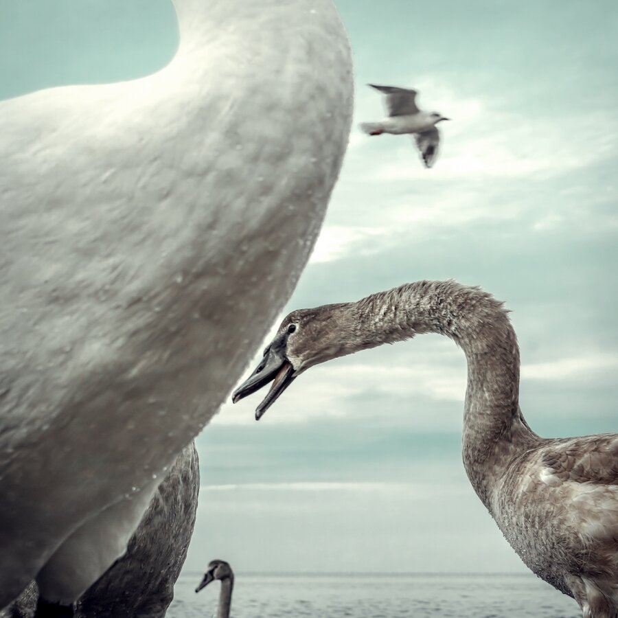 一组耐人寻味的动物图片引人深思,让人很惊艳的动物照片