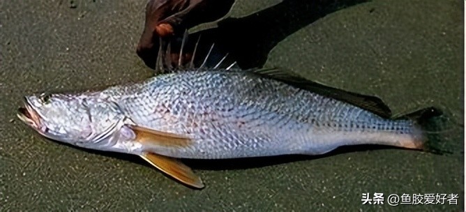 鱼胶是哪种鱼比较好,一分钟科普完鱼胶品种