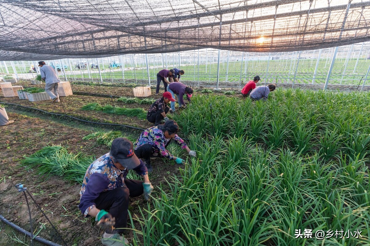 韭菜播种后如何管理,韭菜每茬收割完施什么肥