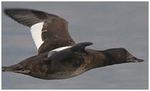 鸟类在分类学中统称为什么,鸟纲分类总表