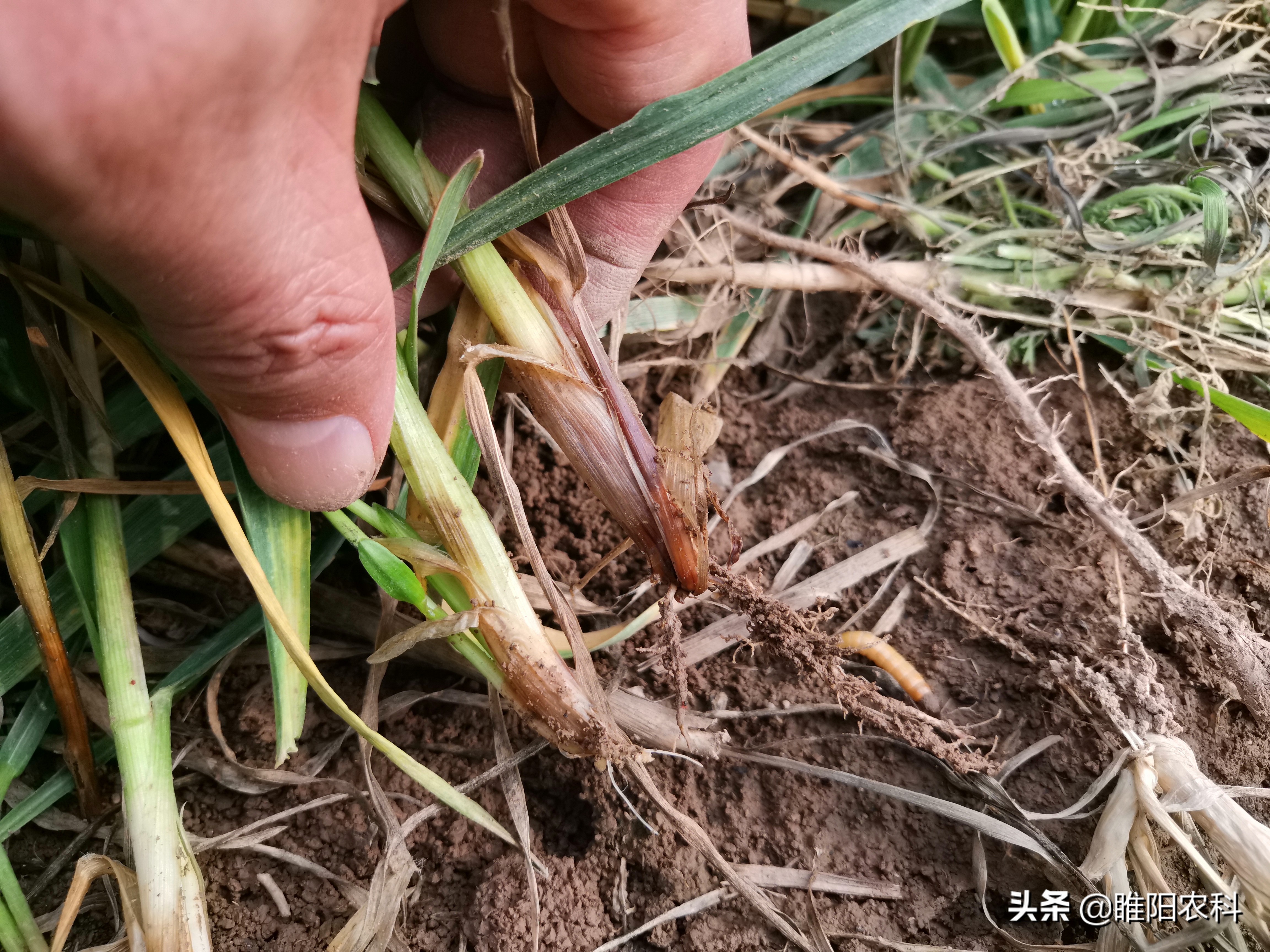 什么原因造成麦苗发黄枯死,麦苗发黄怎么治疗最好