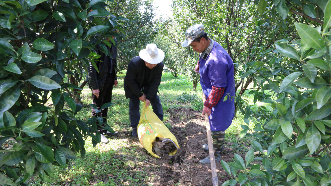 南丰蜜桔现摘现发,南丰蜜桔认养制