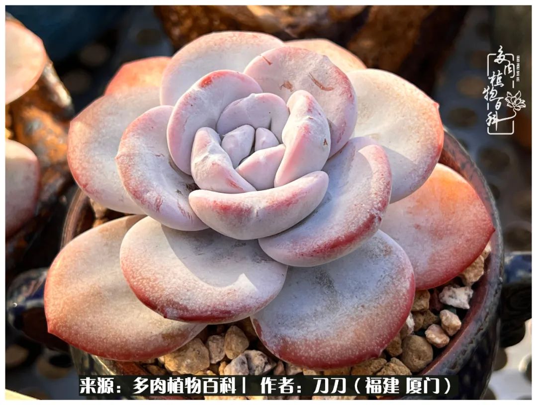 多肉夏季不好养品种有哪些,高花盆为什么养不好多肉