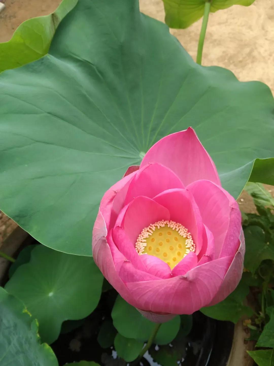 女人要自己买花,女人一定要自己赚钱给自己买礼物