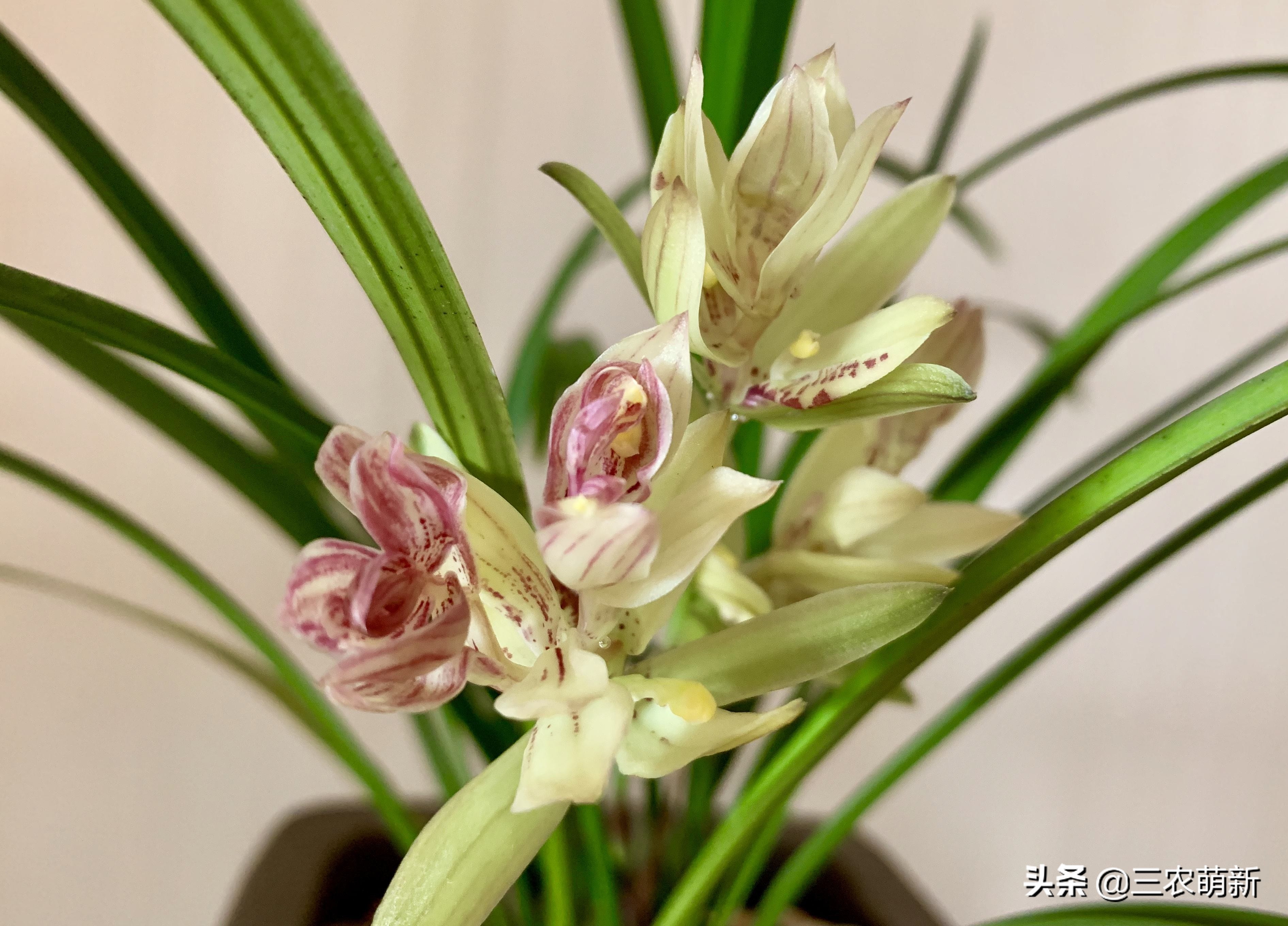 兰花的哪些品种比较好养,兰花哪个品种好养养不死