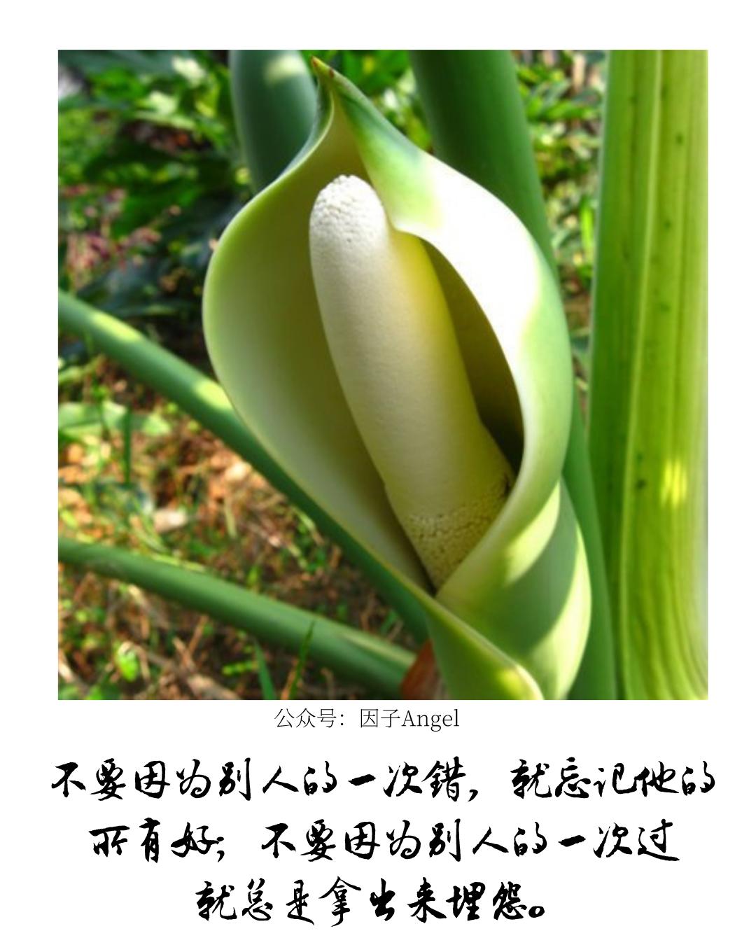 植物之36技——热