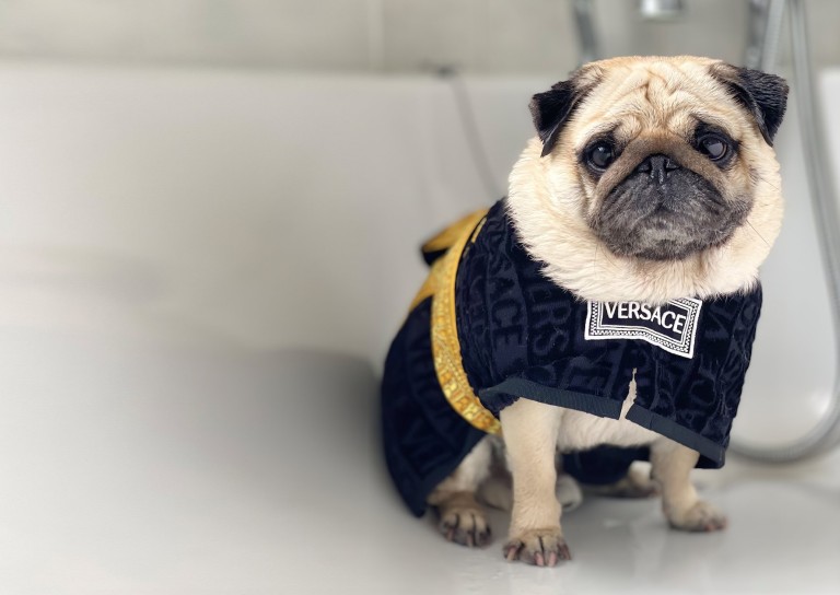 英国最受欢迎的宠物狗,英国最受欢迎的十大名犬