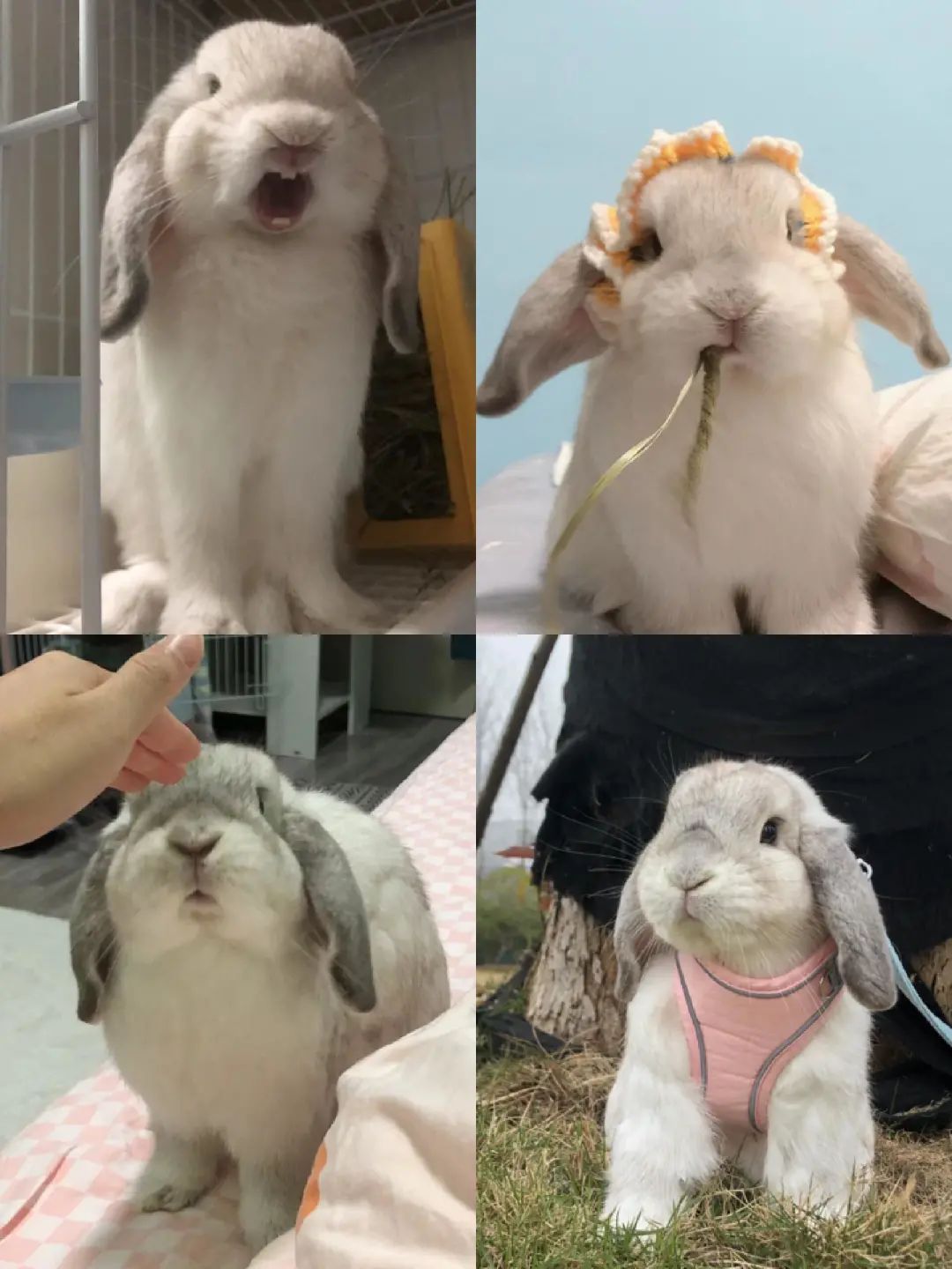 兔年流行养兔？千万别冲动