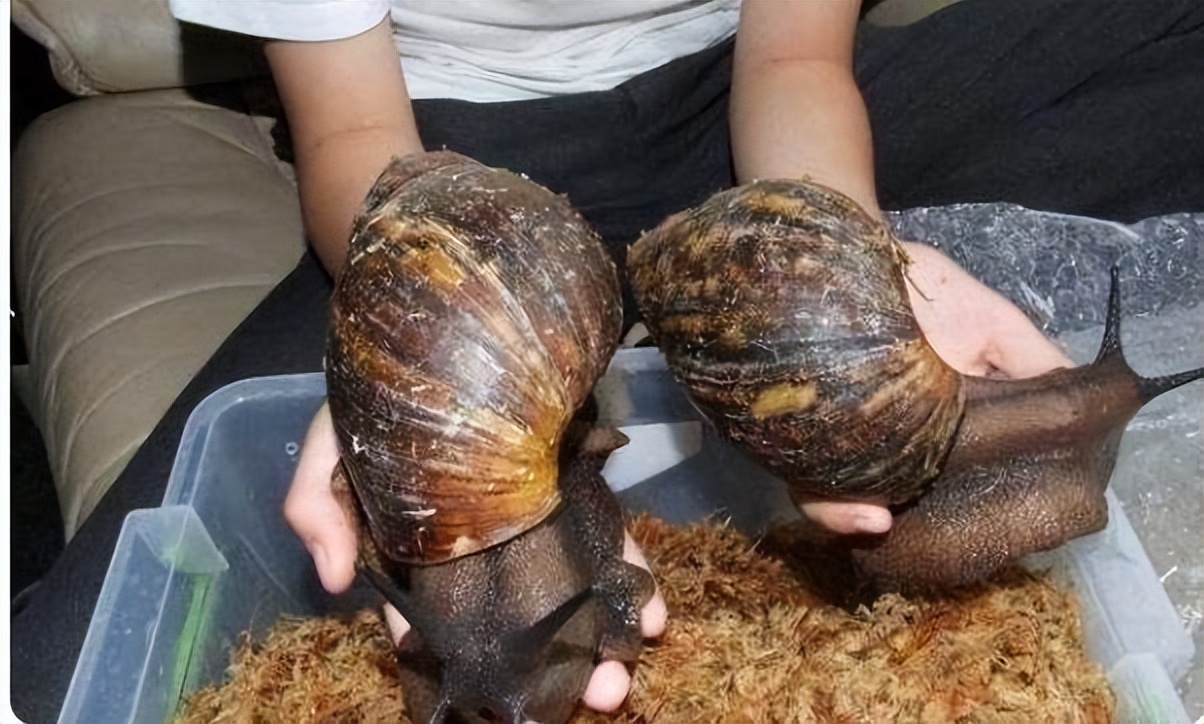 中国本土蜗牛可以吃不,法国蜗牛为什么在中国没人吃