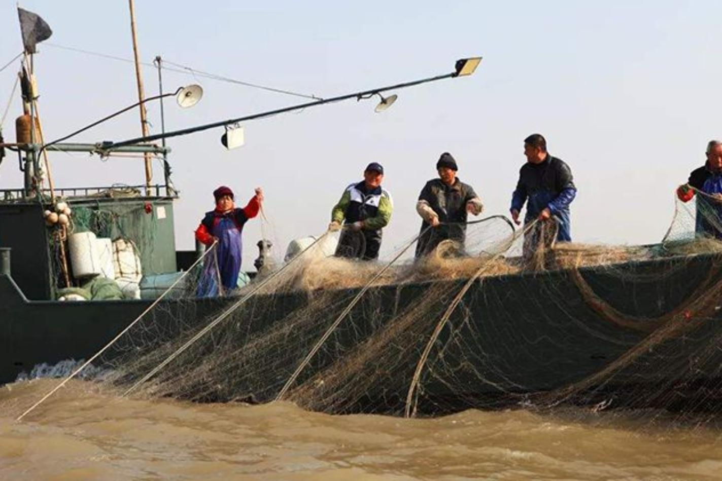 长江出现神秘物种“鳤”,长江禁渔出现新物种