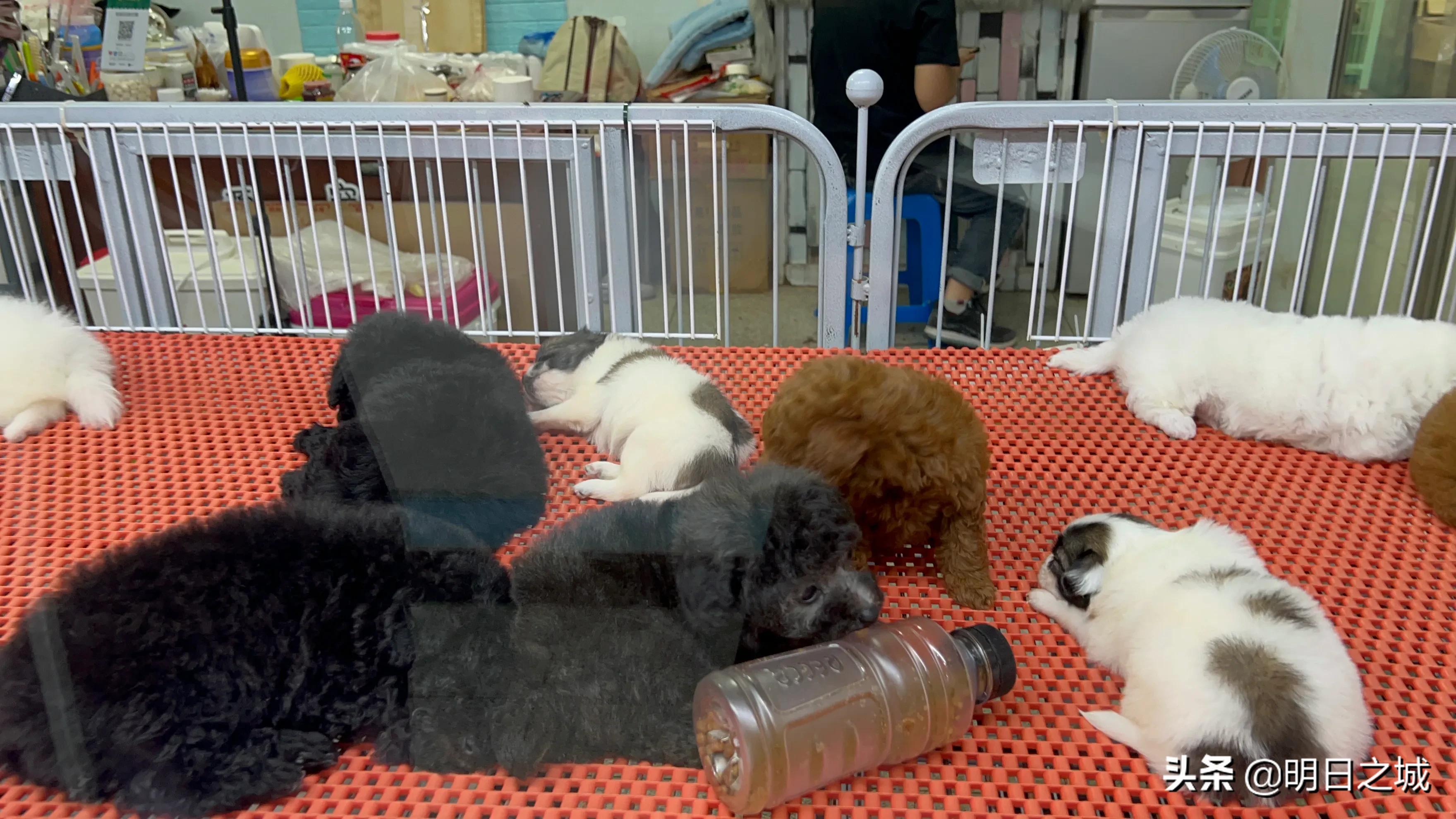 宠物猪长成300斤肥猪,两只宠物小乳猪