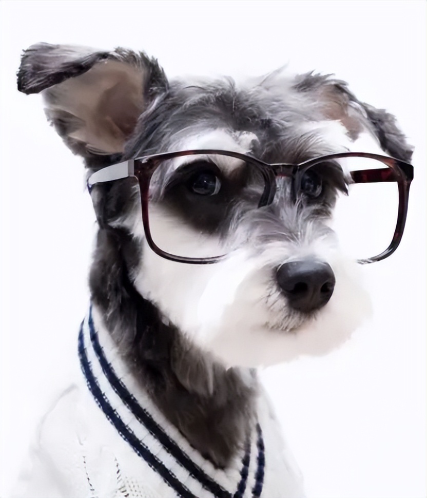 哪种狗最好养又省钱又可爱,推荐三款比较好养的狗