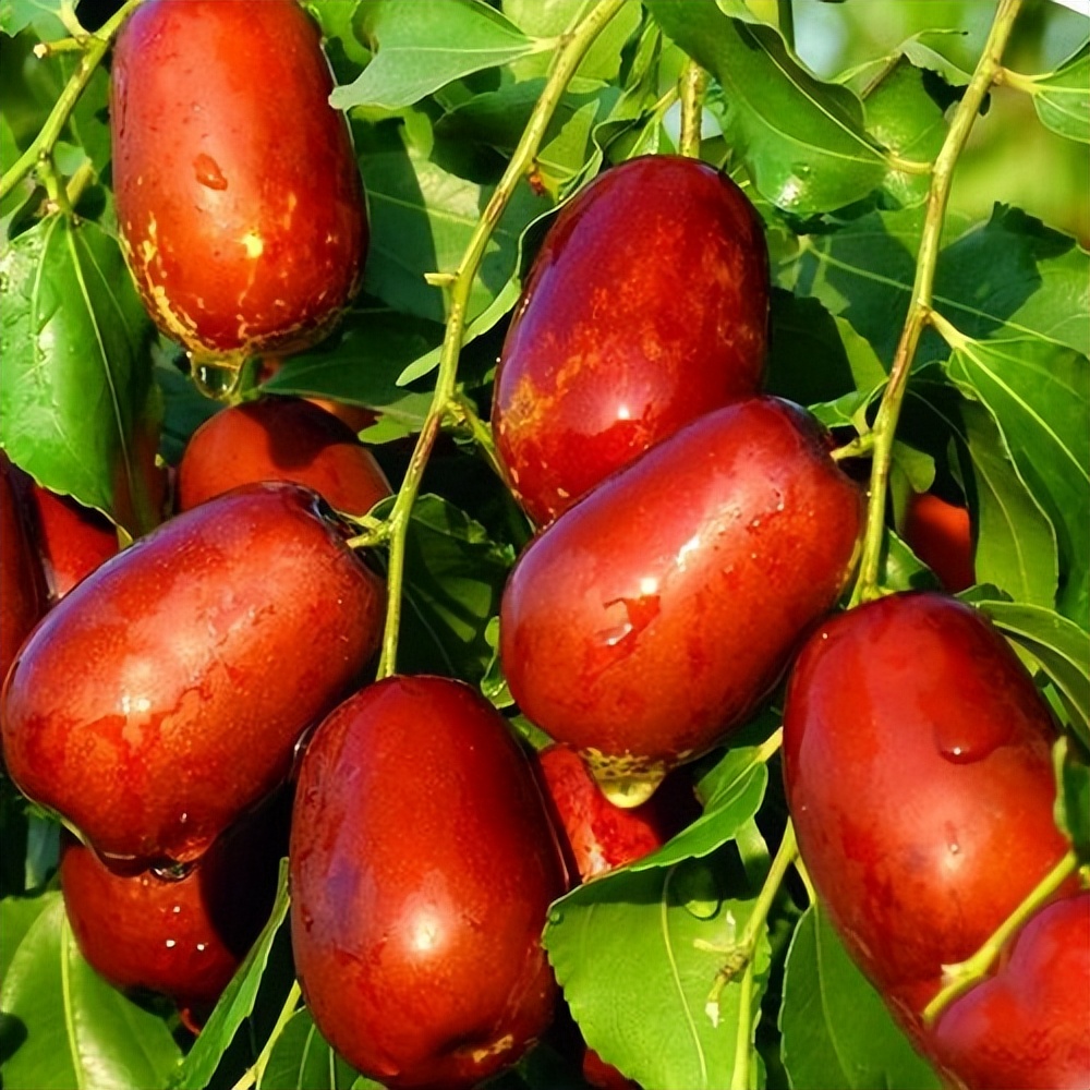 门前左右两边种树风水怎么说,自家门前种树风水讲究什么