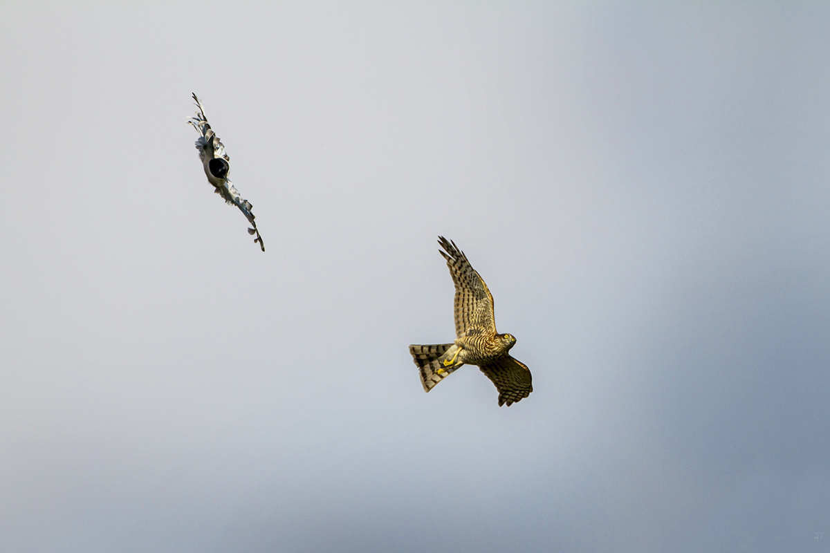 老鹰不吃喜鹊喜鹊为何没泛滥成灾,喜鹊很坏为何被视为吉祥鸟