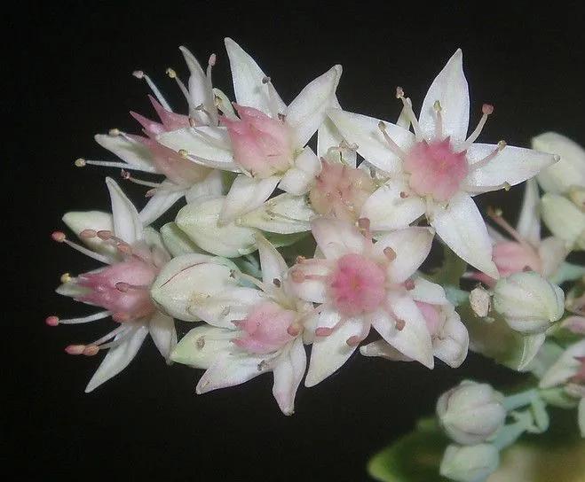 100种迷人的“数字花”,从零到一百万,真是太神奇了